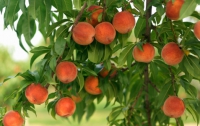 В Украине рекордно уродили еще и персики
