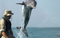 В Черном море впервые пройдут учения боевых дельфинов