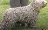 Немец выдал свою собаку за овцу, чтобы не платить налоги