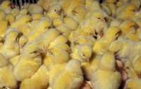 В Дании вслед за норками решили уничтожить 25 тыс. цыплят
