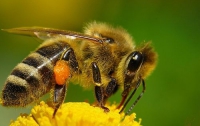 Мобильные телефоны уничтожают пчел