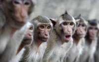 Индийские обезьяны украли кровь зараженных коронавирусом пациентов