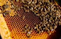 Пчеловод рассказал об особенностях медового бизнеса