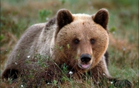 Медведь украл два ружья у охотника, полиция открыла производство