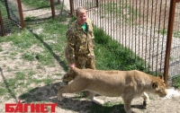 В Крыму на «волю» выпустили 8 львиных прайдов (ФОТО)