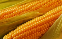 Китай ждет из Украины 2 млн тонн кукурузы в МГ-2012/2013