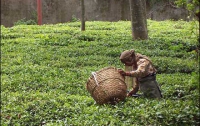 В Индии увековечат того, кто придумал продавать чай