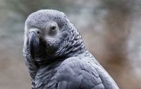 Попугай случайно сделал заказ в интернет-магазине голосом хозяйки