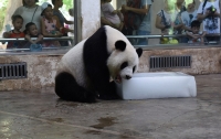 Панда спасается от жары у глыбы льда (ФОТО)