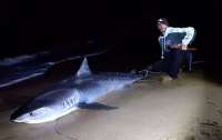 Рыболов более часа вытаскивал 320-килограммовую тигровую акулу из воды