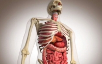 Физиологи открыли новый орган человека
