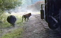 В Германии стадо суровых коров пустило под откос поезд и парализовало движение