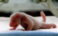 В Китае родился второй за год детеныш панды