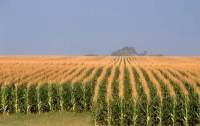 Украина накормит Китай кукурузой