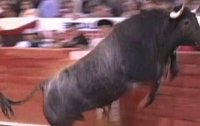 В Испании на фестивале бык ранил 12 человек