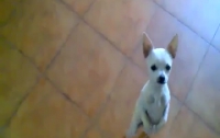 Собака-танцевака бьет новый рекорд на YouTube (ВИДЕО)