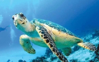 В Китае выпустили на волю сто морских черепах (видео)