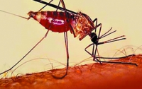 От колебаний температуры в океане зависит интенсивность вспышек малярии