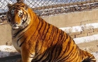 В китайском зоопарке растолстели тигры