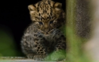 В британском зоопарке появились на свет два дальневосточных леопарда