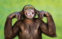 Шимпанзе следуют примеру авторитетных сородичей