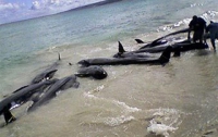 В Аргентине погибли 50 китов