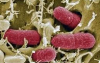 Кишечная палочка E.coli может стать биотопливом