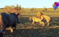 Агрессивный носорог прогнал львов, которые устроили интим