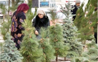 Самые дешевые в Киеве елки продаются на левом берегу, а самые дорогие – в Голосеевском районе 
