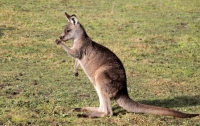 В Австралии кенгуру переломал туристкам кости