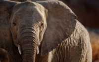 В Таиланде водитель погиб при столкновении с диким слоном