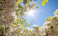 Теплая солнечная погода установится в Украине на выходные и начало недели