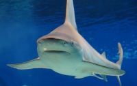 Летающая акула-бык едва не сбила с ног австралийского спортсмена