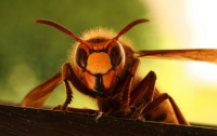 Китайские шершни обижают французских пчел