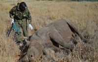 Кенийских носорогов напичкают электроникой