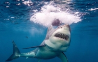 Кровавый бой двух акул запечатлели на видео