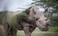 Умер последний в мире самец северного белого носорога