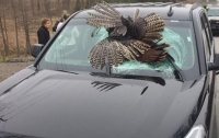 Огромная индейка протаранила легковой автомобиль