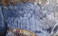 На пляже в Великобритании нашли окаменелости гигантской многоножки доисторического периода