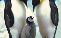 Пингвины не помогают друг другу