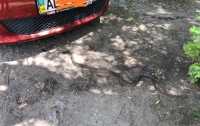 Огромная змея заползла прямо в машину к днепрянам