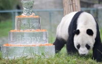 В Китае 30-летней панде подарили на юбилей трехэтажный торт (ФОТО) 