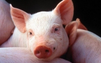 В Украине обнаружены новые вспышки африканской чумы свиней