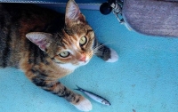 Американка приучила кошку к жизни моряка (ФОТО)