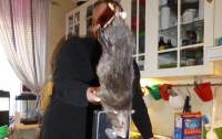 В Швеции поймали «адскую крысу» (ФОТО)