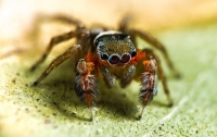 Исследователи открыли в Австралии 50 новых видов пауков