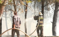 На Сапун-горе снова горит лес (ФОТО)