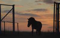 В США умерла самая высокая лошадь в мире