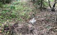 На Киевщине женщина в лесу подорвалась на мине