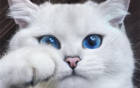 Голубоглазый кот стал новым любимчиком пользователей